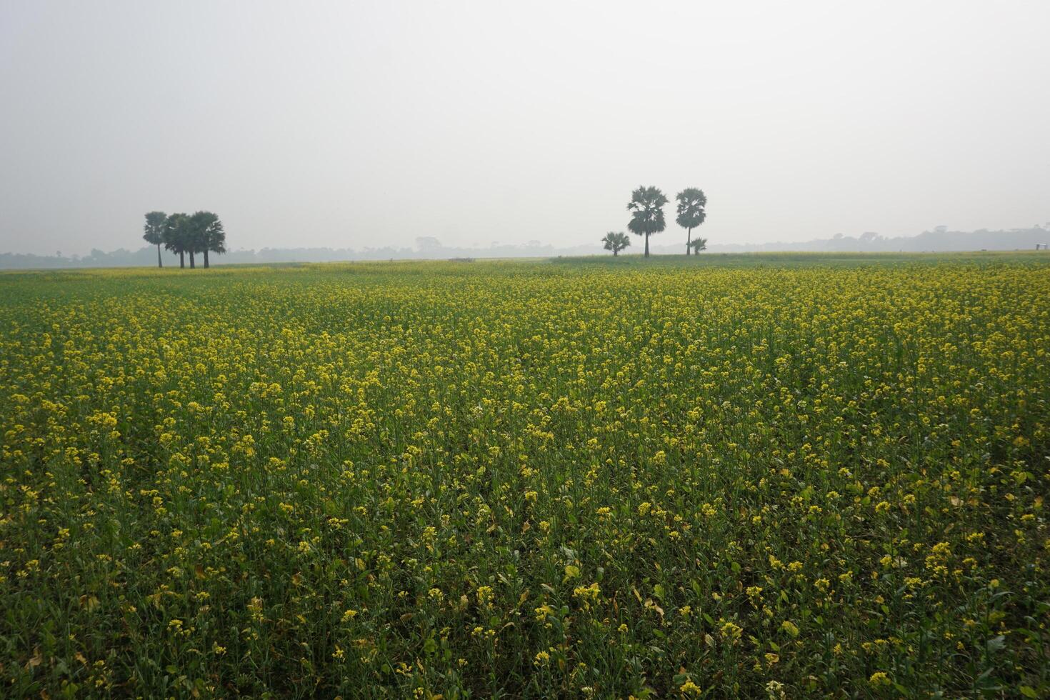 Mustard Flower In Bangladesh photo