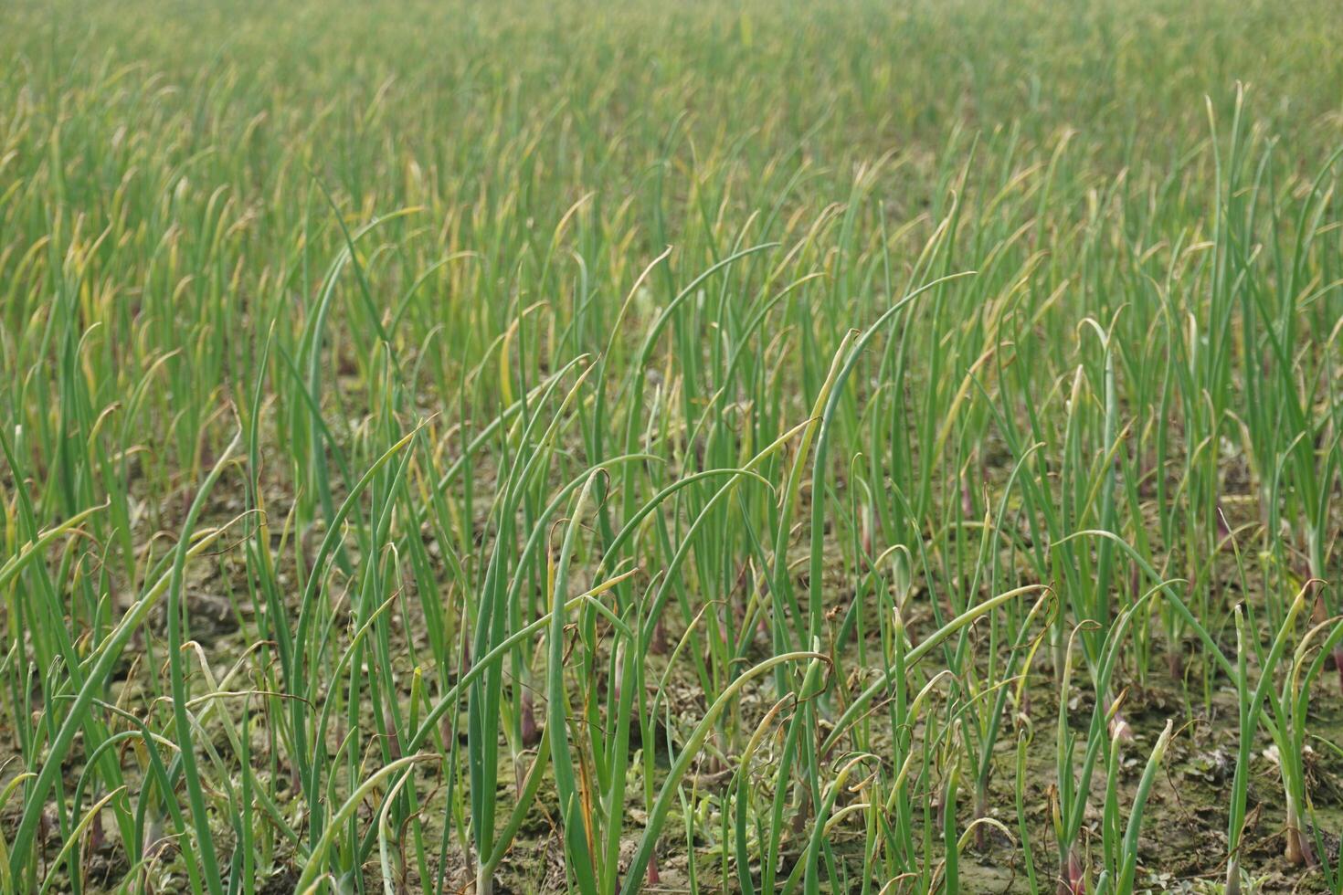 Onion seedlings have been planted in agricultural land. Whose name is Guti Onion photo