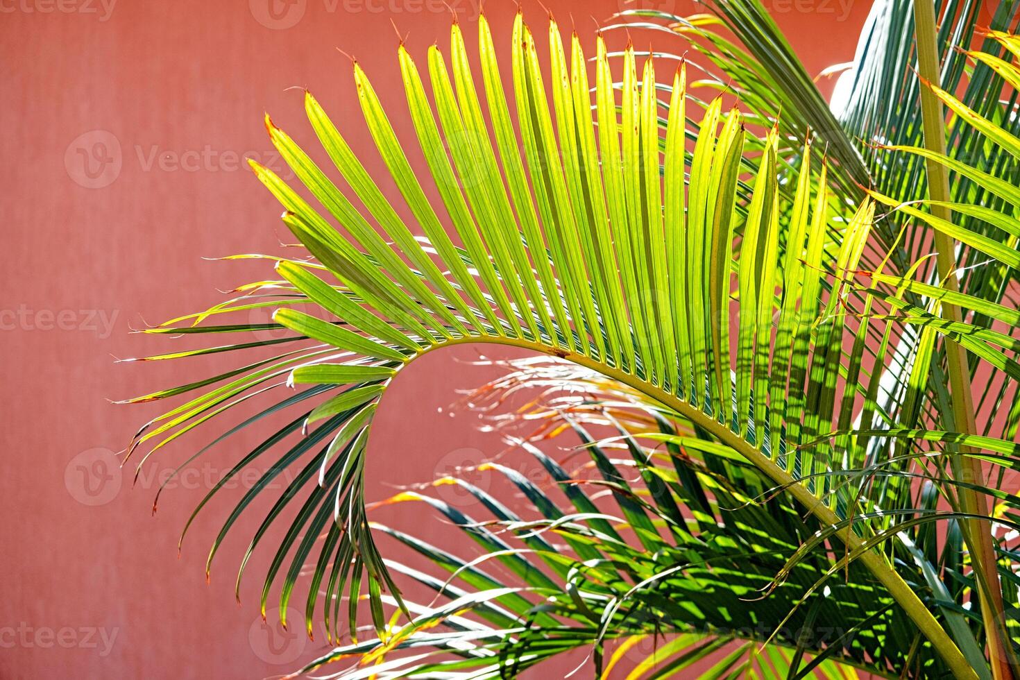 palm trees on terracotta background photo