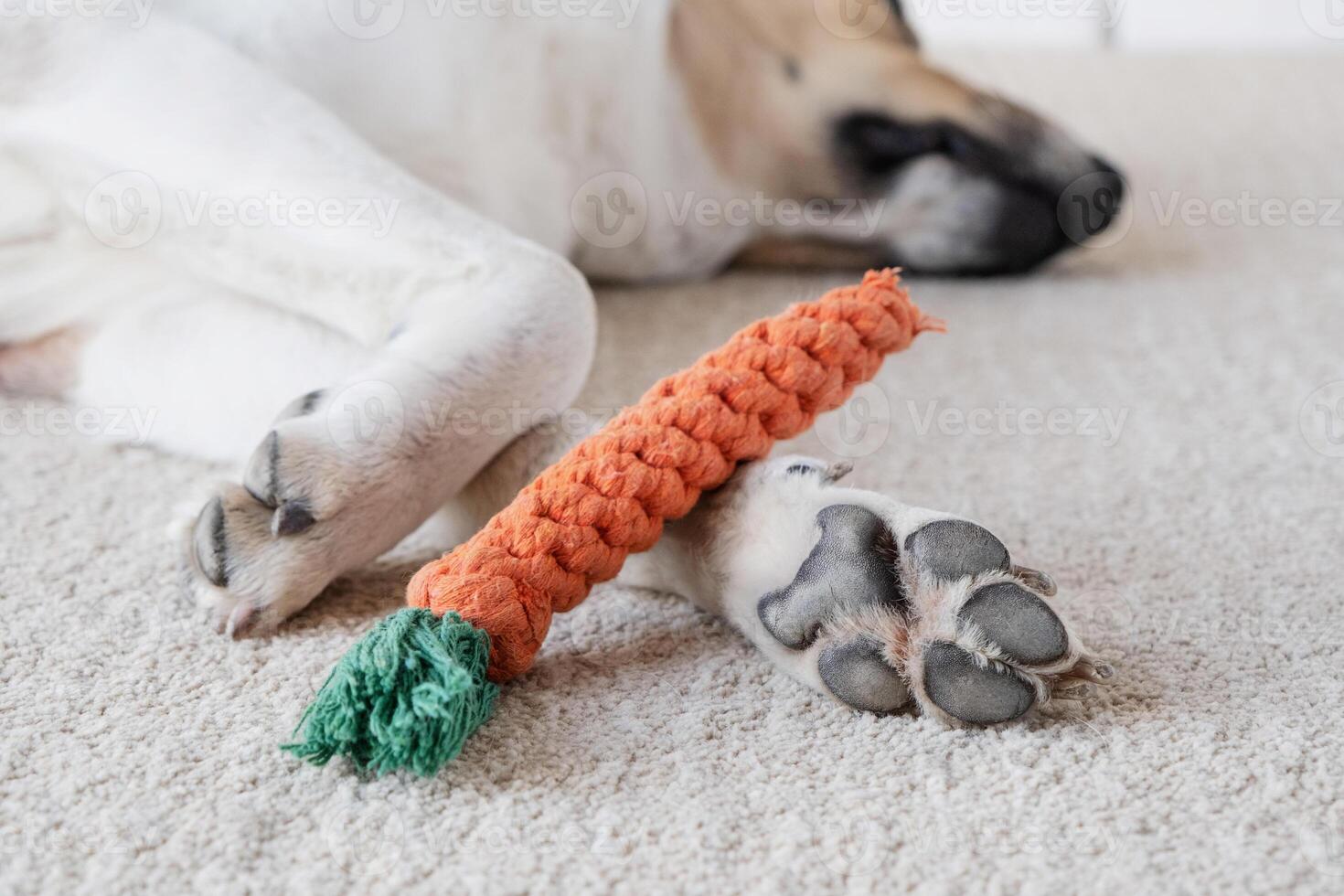 adorable dog sleeping on the rug next to the favorite toy photo