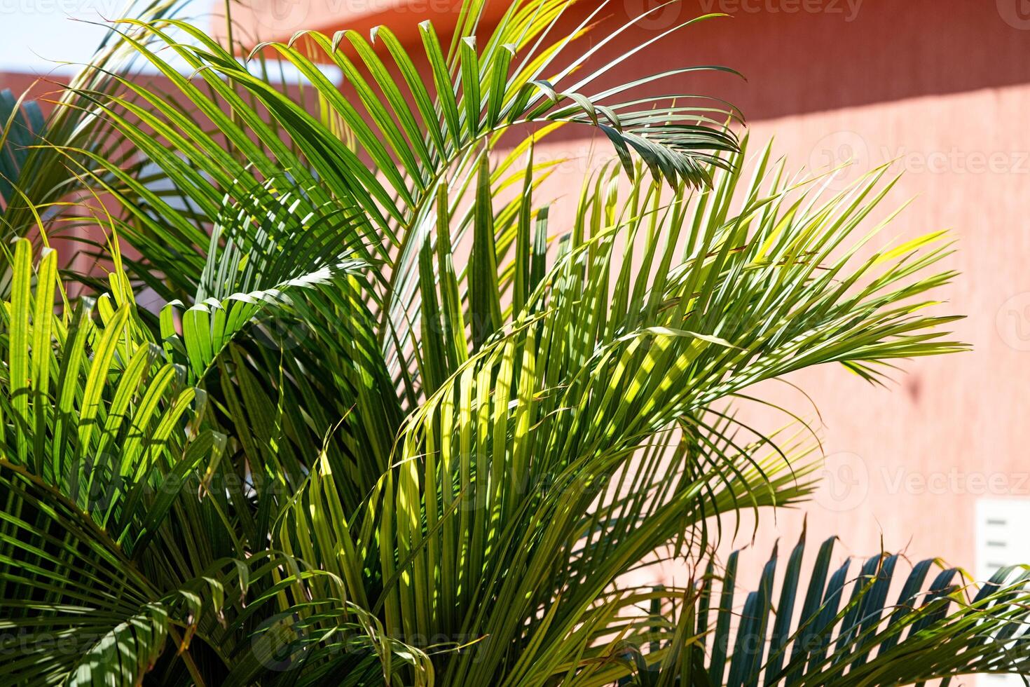 palm trees on terracotta background photo