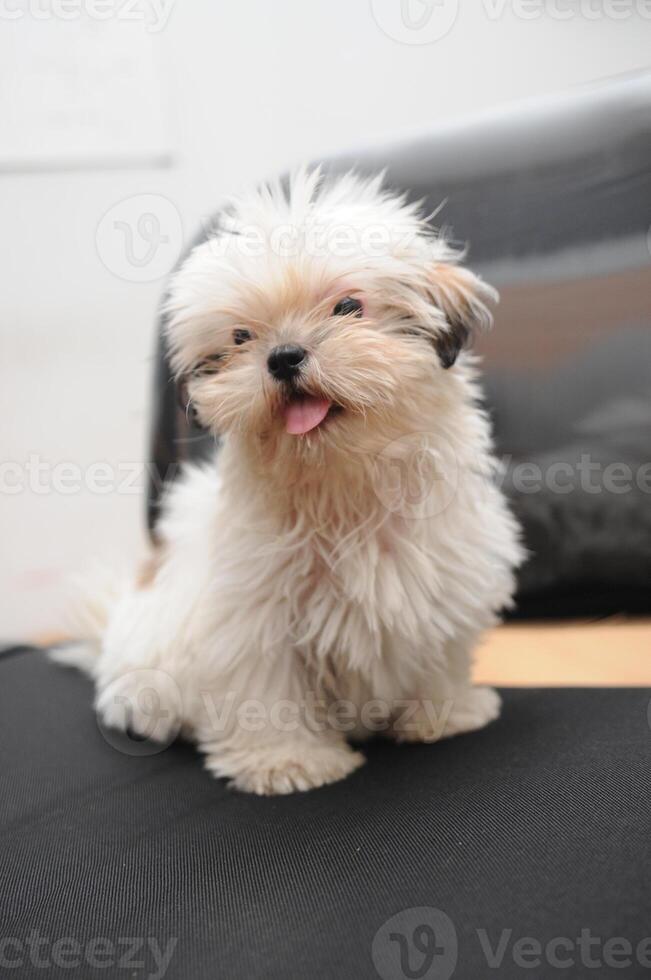 Cute white Bichon Bolognese dog is posing to the camera photo