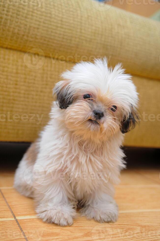 Cute white Bichon Bolognese dog is posing to the camera photo