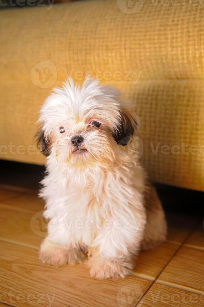 Cute white Bichon Bolognese dog is posing to the camera photo