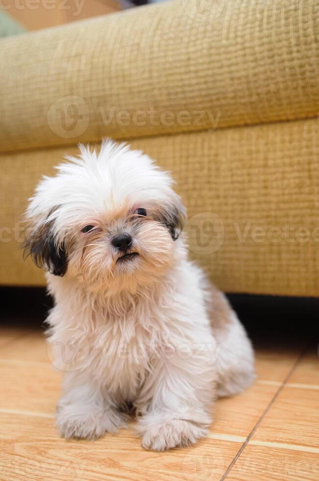 Cute white Bichon Bolognese dog is posing to the camera photo