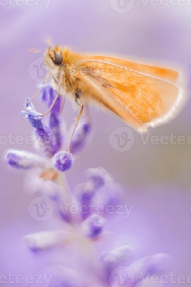 orange moth on purple lavender flower, macro photography natural background photo