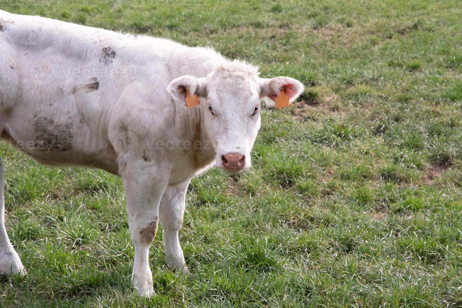 a beautiful white cow graze in a corral on green grass in a countryside photo