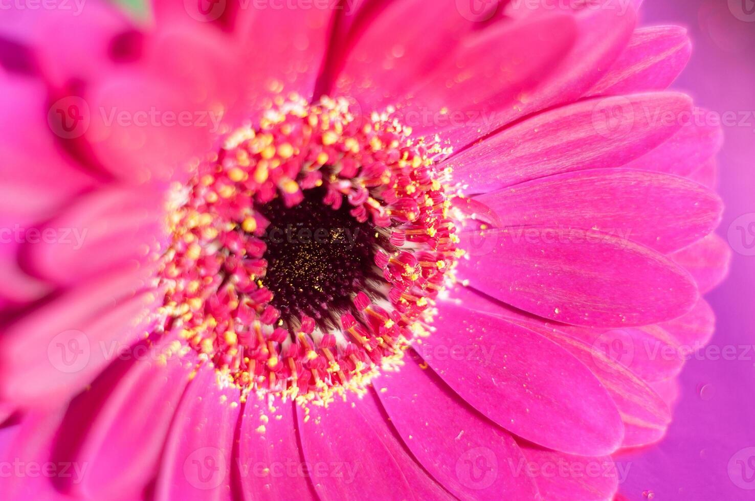 Bouquet of purple gerberas, close angle, spring mood, flower background, gift photo