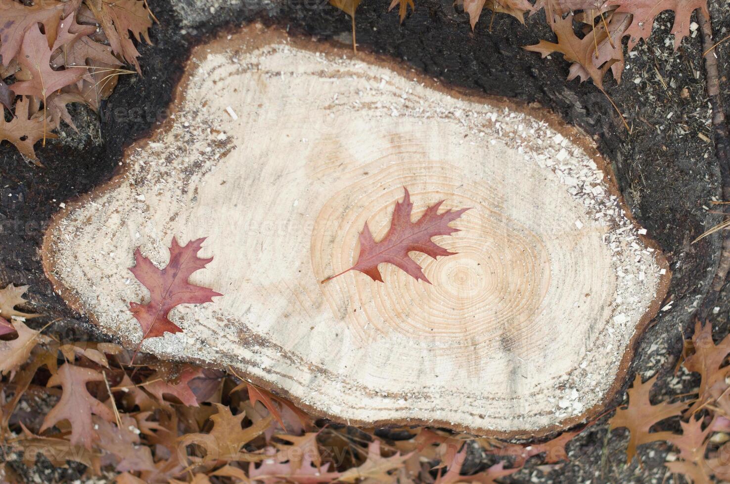 leaf fall, maple crimson leaf on the background of a cut of a fresh felled tree photo