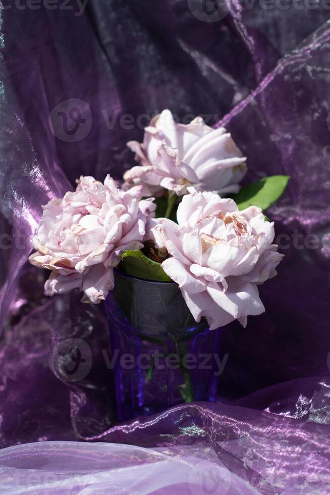 lilac roses in a blue glass on a chair against a background of purple chiffon photo