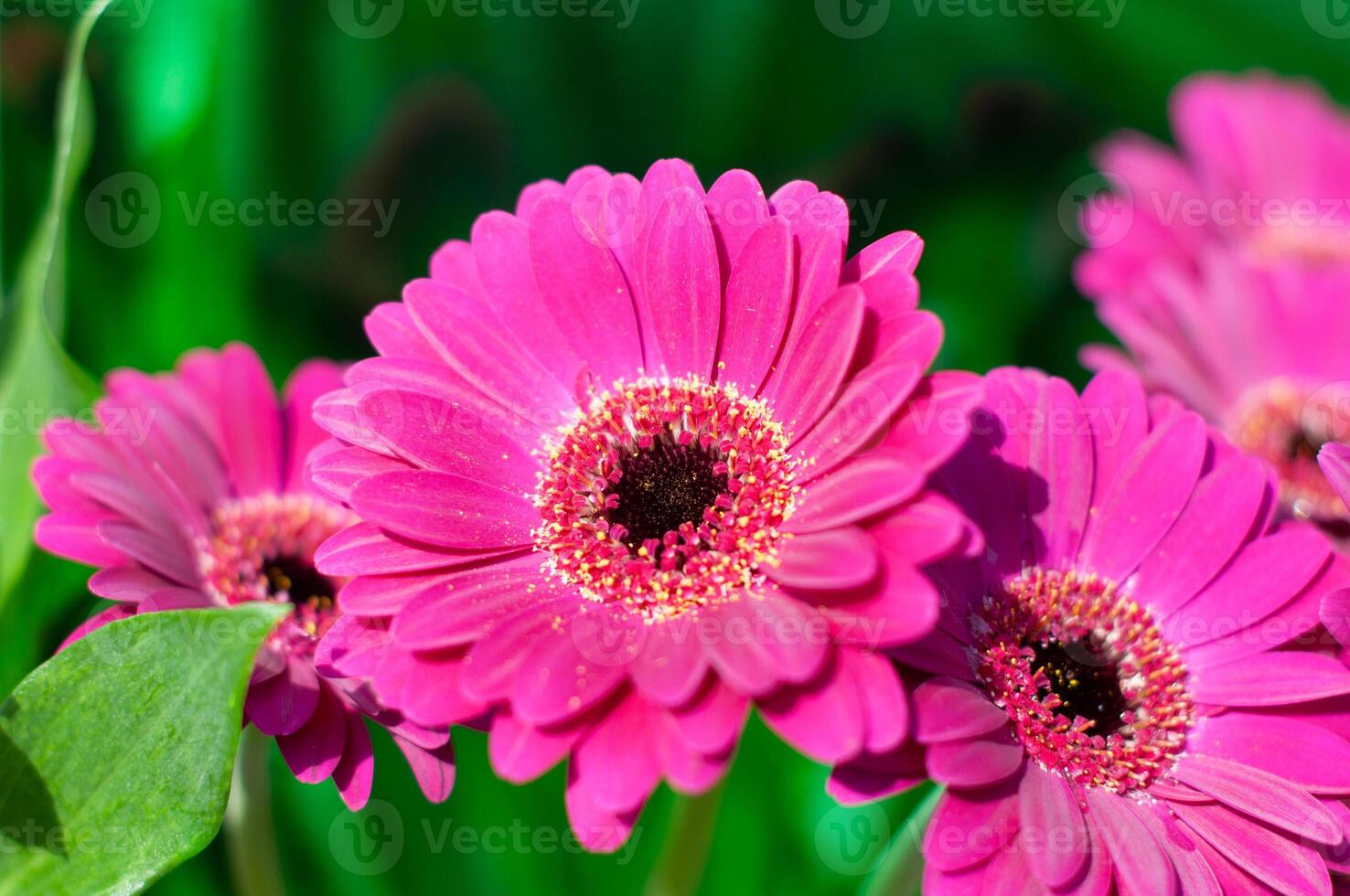 Bouquet of purple gerberas, close angle, spring mood, flower background, gift photo