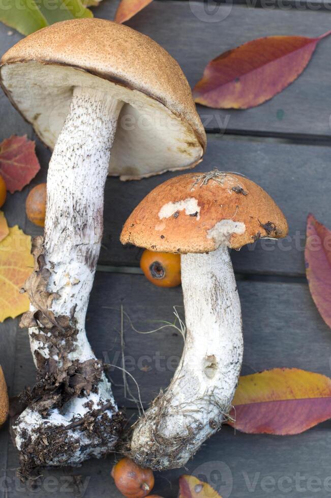 fresh boletus are scattered on the table,the autumn harvest of forest mushrooms photo