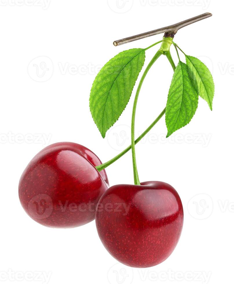 Cherry on branch isolated on white background photo