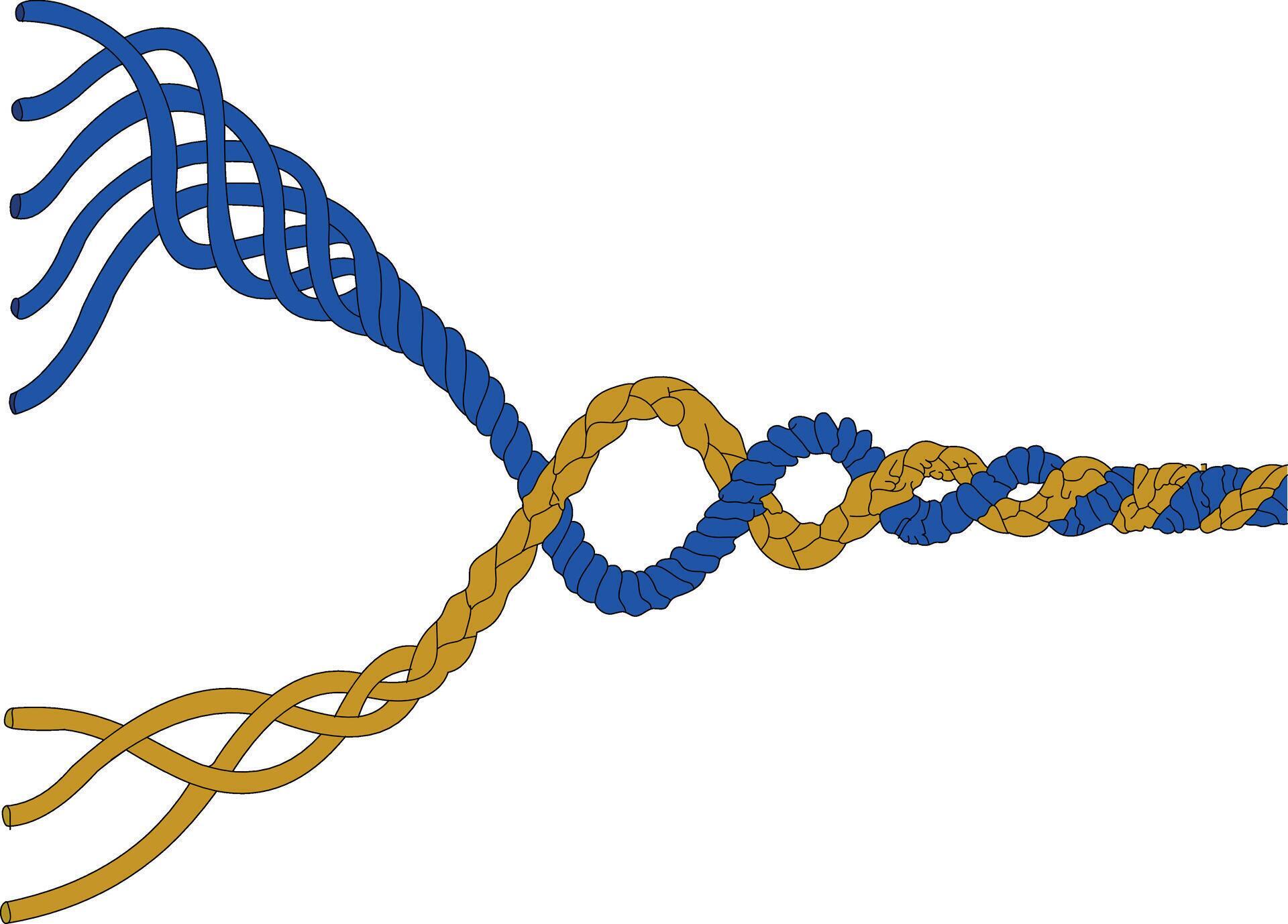 The Reading Rope The Writing Rope Composition Transcription Spelling and phonological awareness