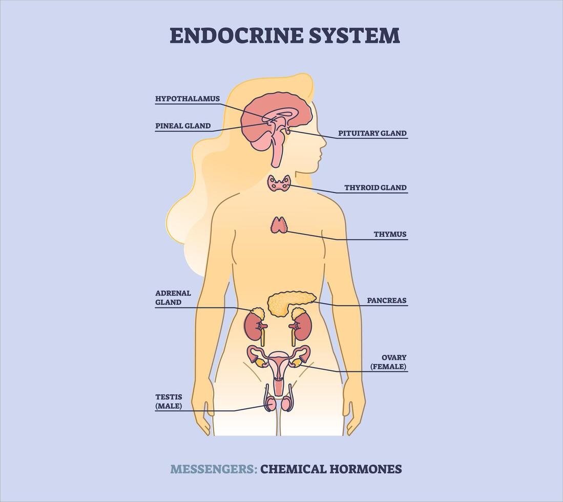 endocrino sistema. humano anatomía. humano silueta con destacado interno órganos vector