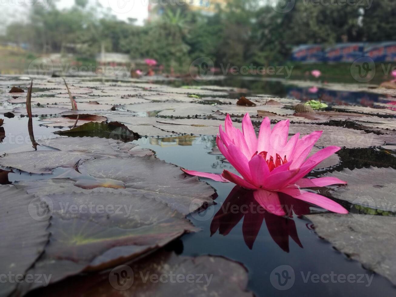 Lotus flower floating on water nature background desktop wallpaper photo