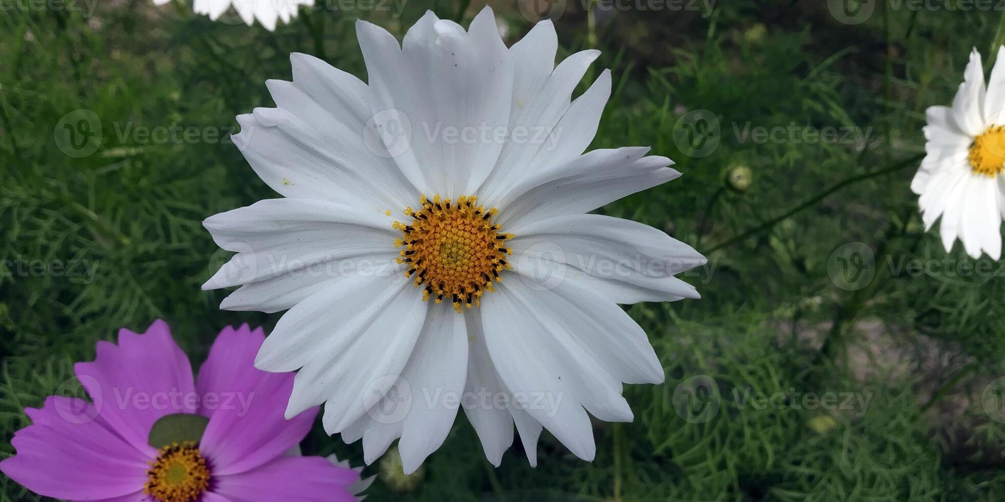 Ephemeral Elegance The white Cosmos Flower Garden in Full Glory desktop 4k wallpaper photo