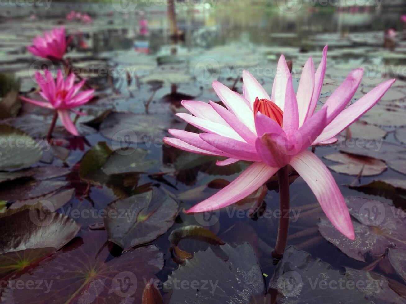 Lotus flower floating on water nature background desktop wallpaper photo