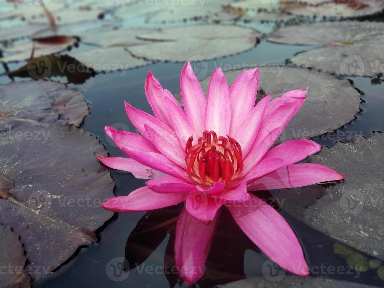 Lotus flower floating on water nature background desktop wallpaper photo