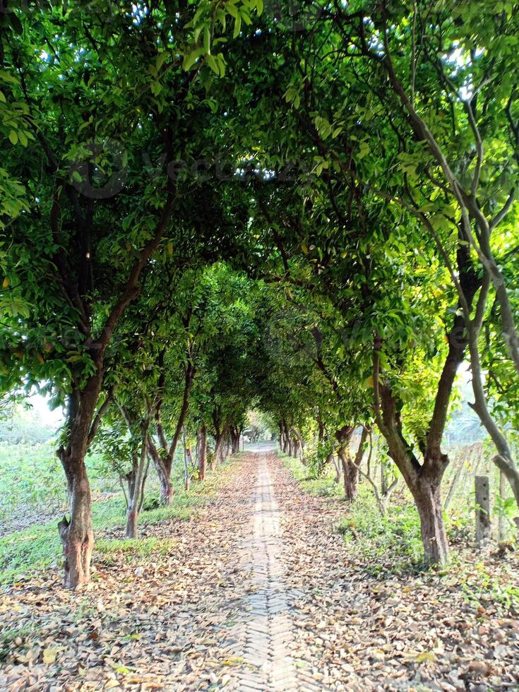 Beautifull nature walkway and trees on both side wallpaper concept photo