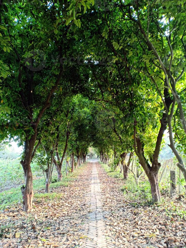 hermoso naturaleza pasarela y arboles en ambos lado fondo de pantalla concepto foto