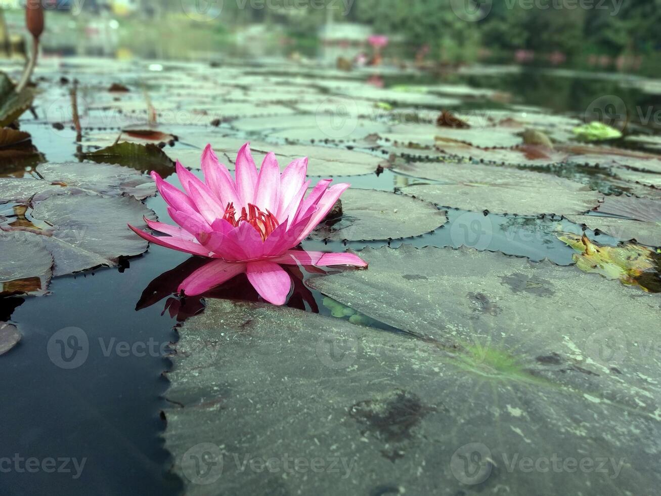 Lotus flower floating on water nature background desktop wallpaper photo