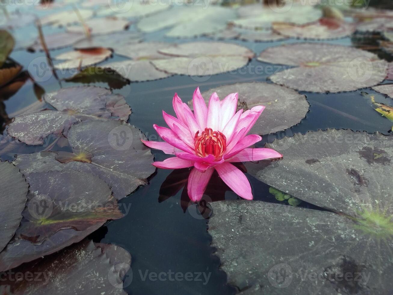 Lotus flower floating on water nature background desktop wallpaper photo