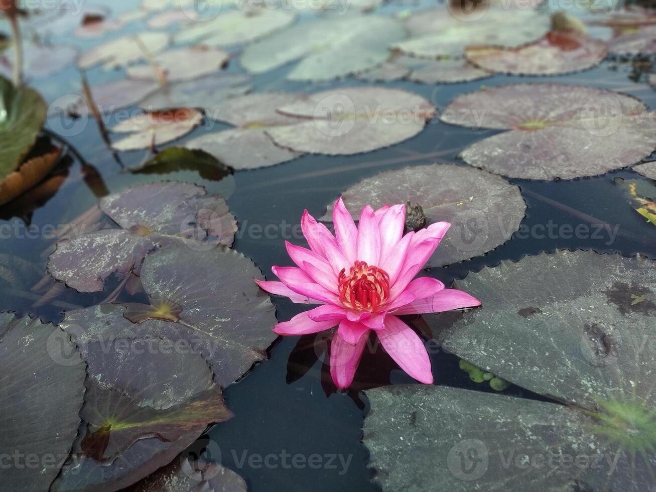 Lotus flower floating on water nature background desktop wallpaper photo