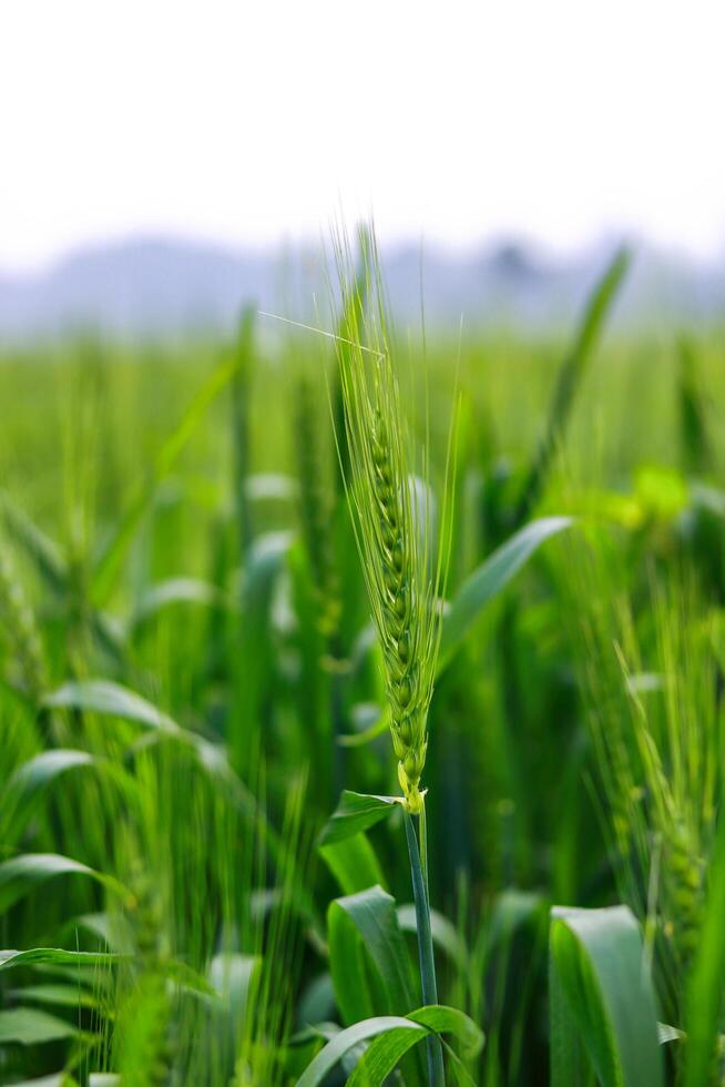 Close-up of green wheat growing in the field. Selective focus. photo