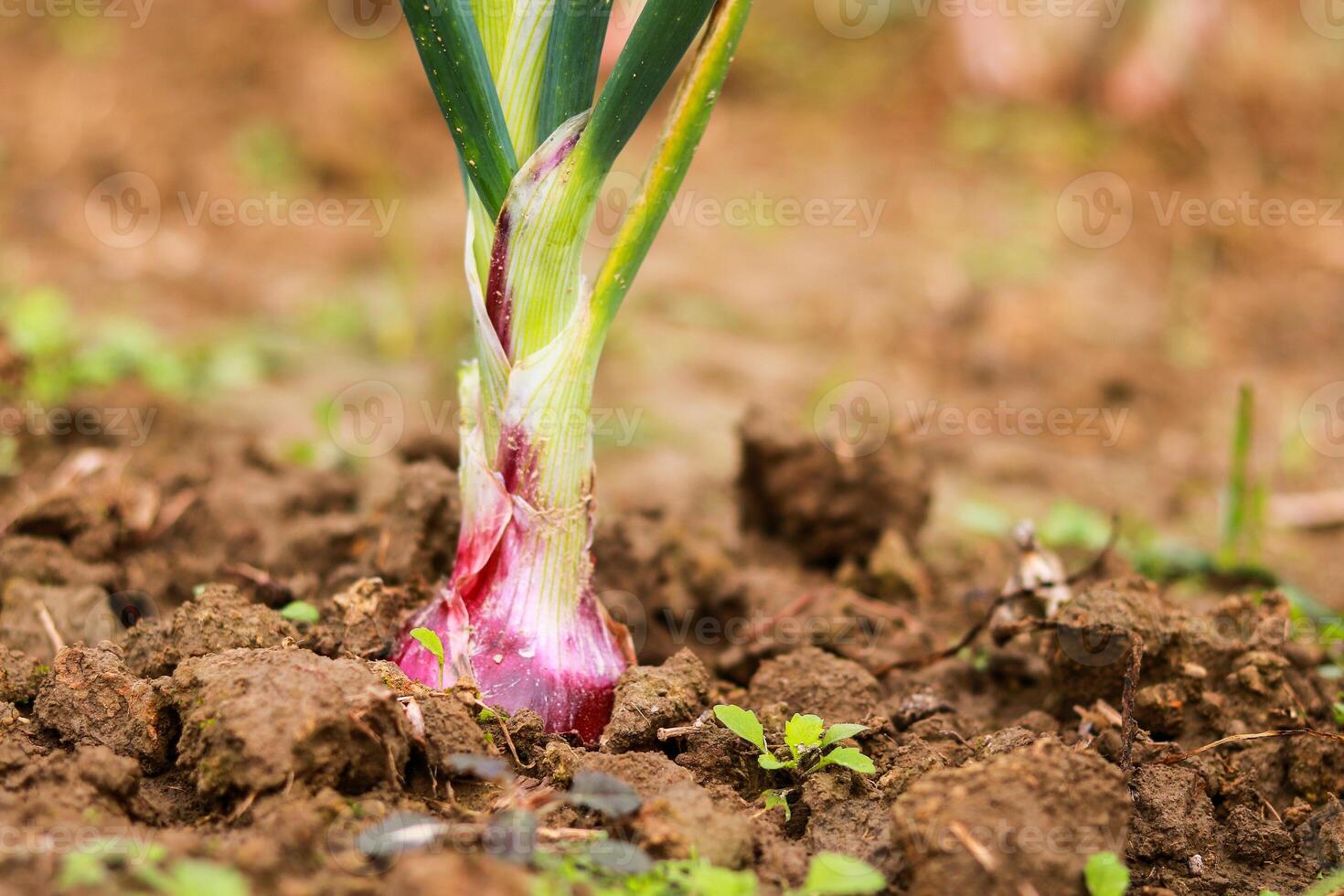 Onions growing in the garden. Selective focus with shallow depth of field. photo