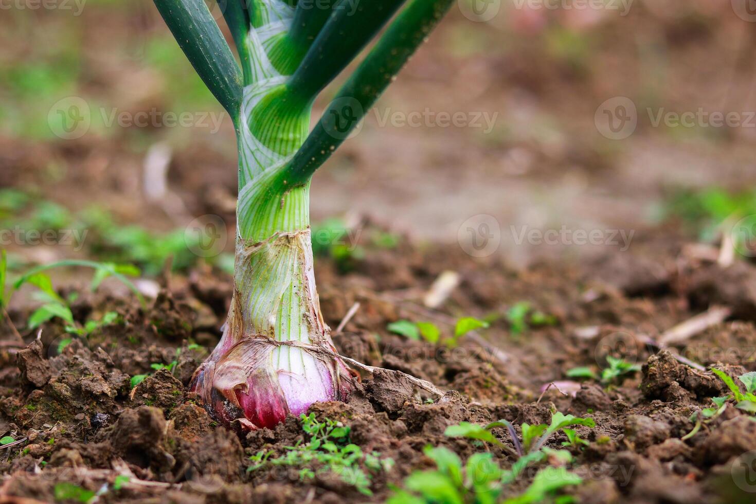 Onions growing in the garden. Selective focus with shallow depth of field. photo