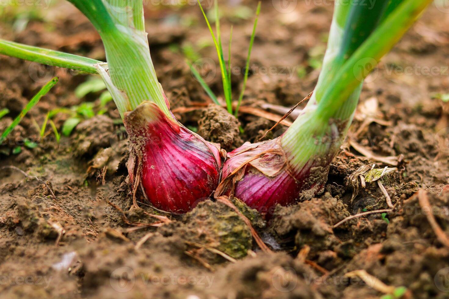 Onions growing in the garden. Selective focus with shallow depth of field. photo