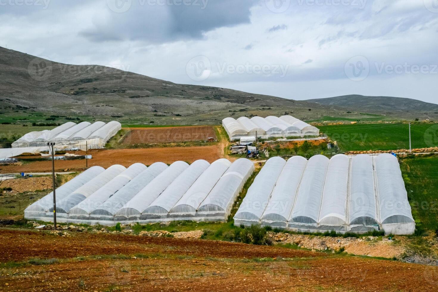 tomato plants growing inside big industrial greenhouse. Industrial agriculture. photo