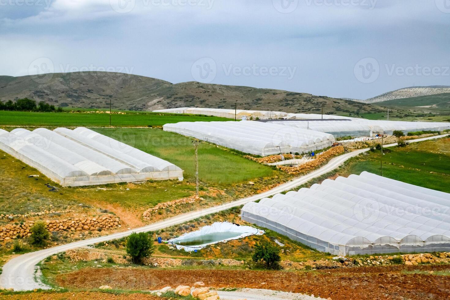 tomato plants growing inside big industrial greenhouse. Industrial agriculture. photo