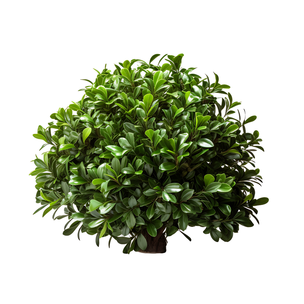 AI generated Green Haven, Transparent Background with Cutout Bush png