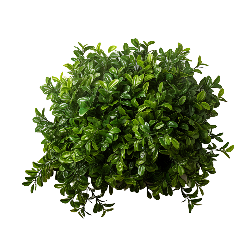 AI generated Greenery Isolation, Clear Background with Isolated Bush png