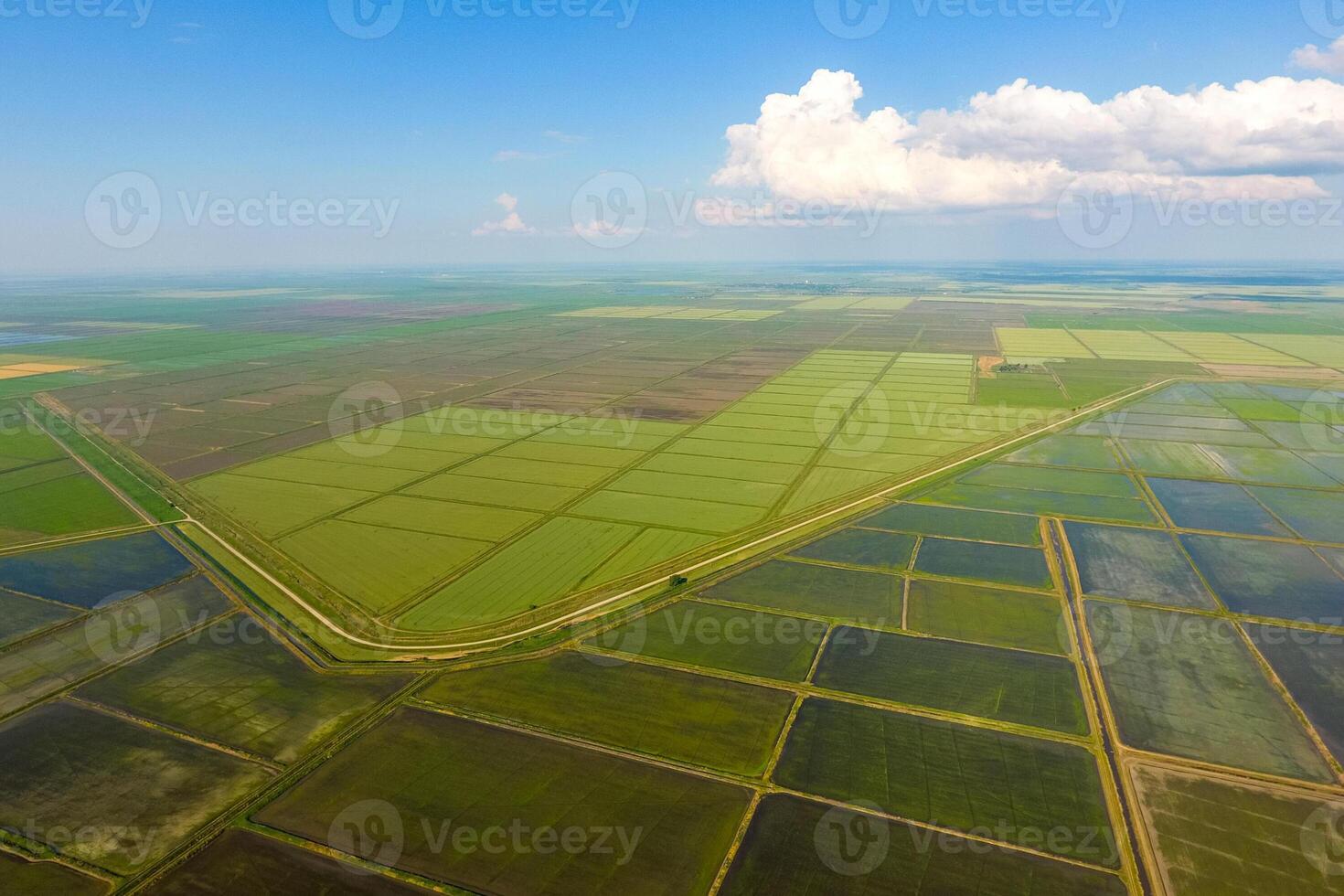 The rice fields are flooded with water. Flooded rice paddies. Agronomic methods of growing rice in the fields. photo