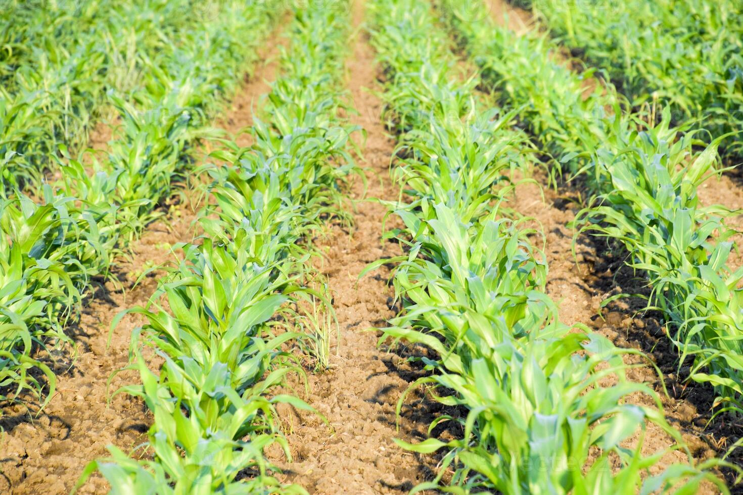 Young green corn on the field. Corn field in the spring. Growing photo