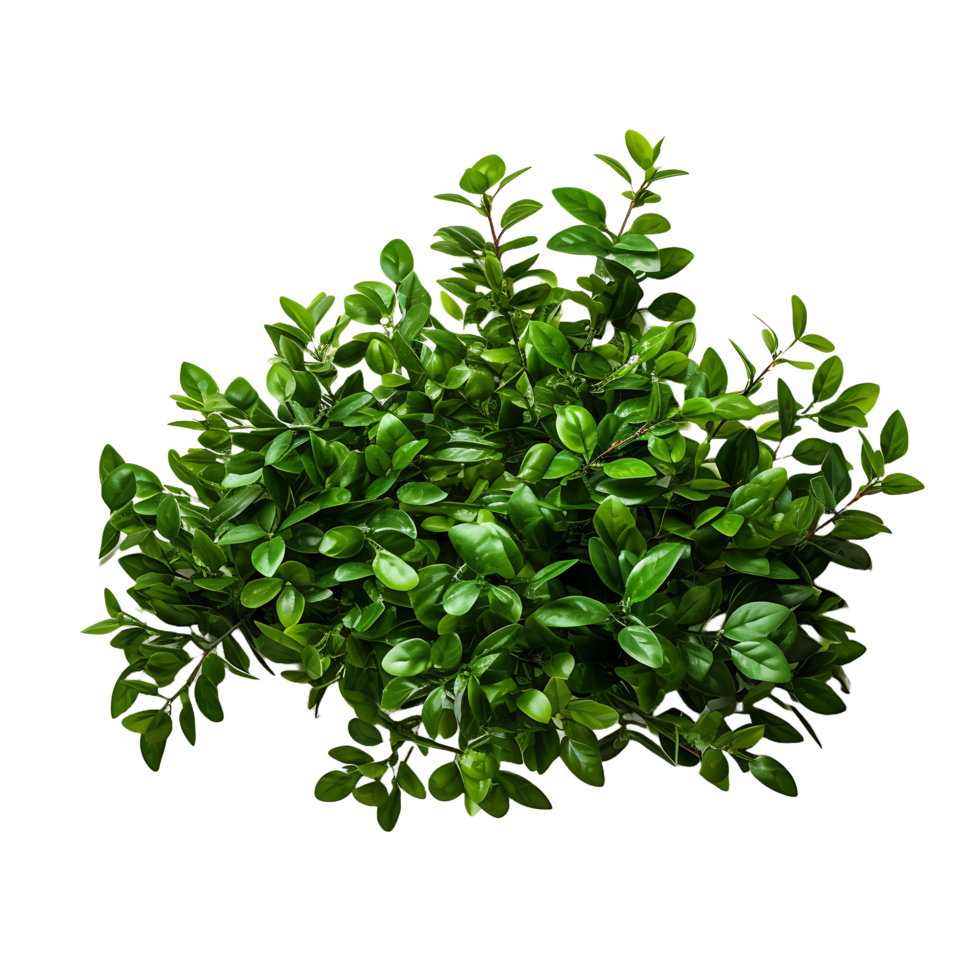 AI generated Foliage Frontier, Bush Element on a See Through Surface png