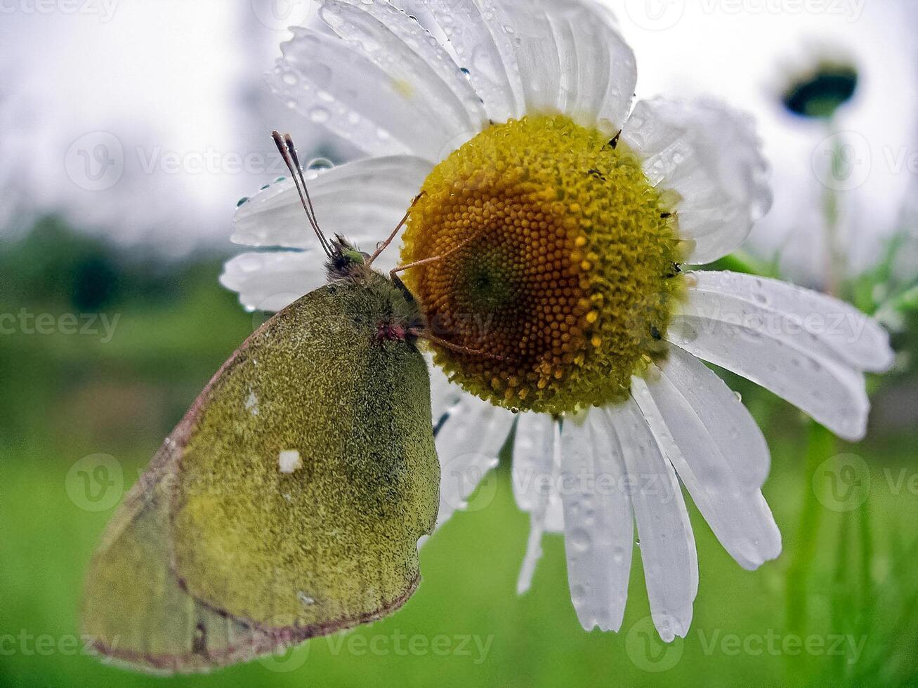 Butterfly on a flower. Pollinator of plants. Lepidoptera photo