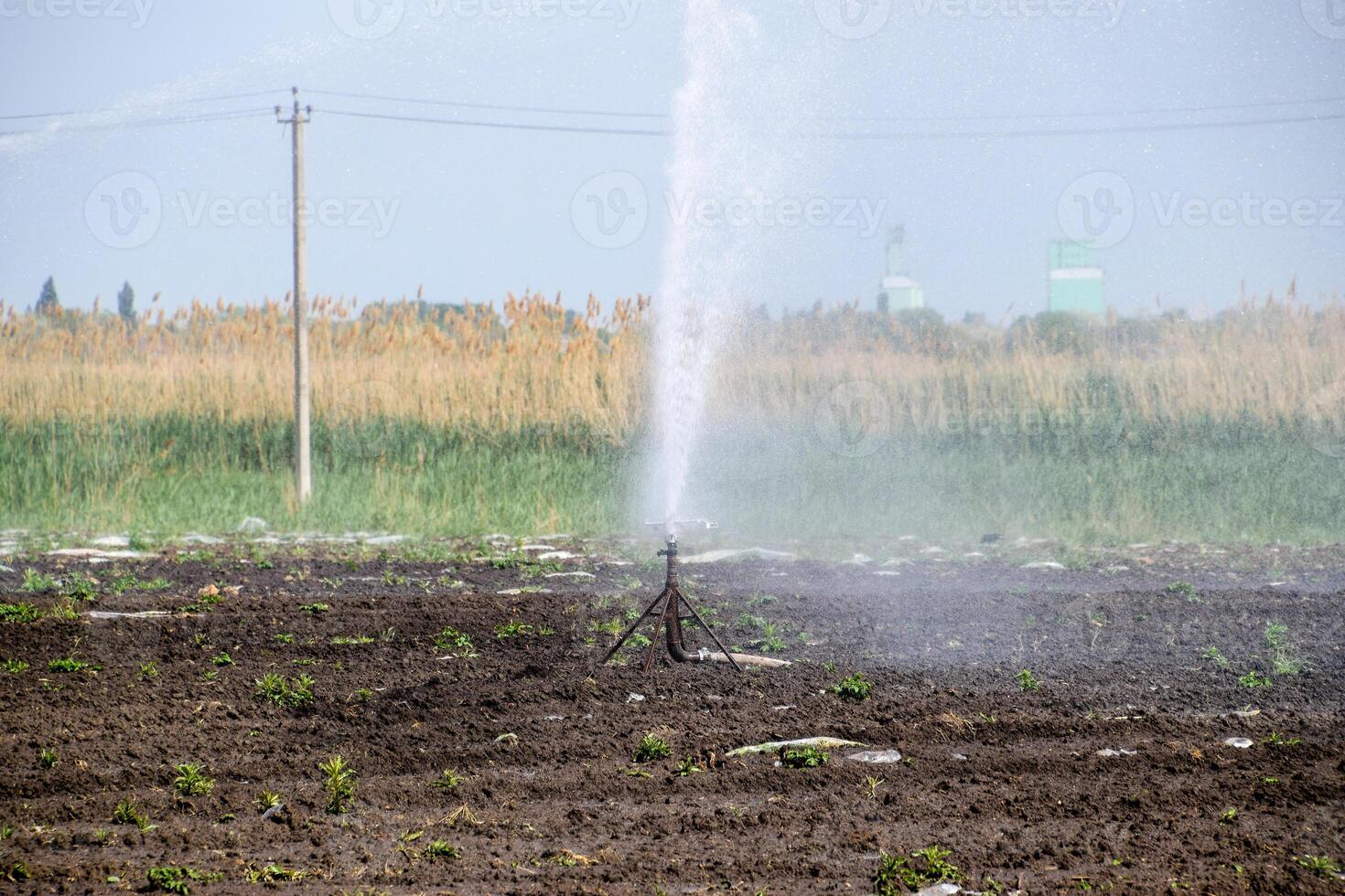 irrigación sistema en campo de melones riego el campos. aspersor foto