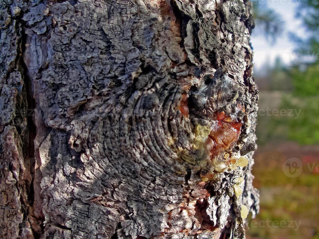 bosque tundra paisaje en el verano. taiga de Siberia. yamal. foto