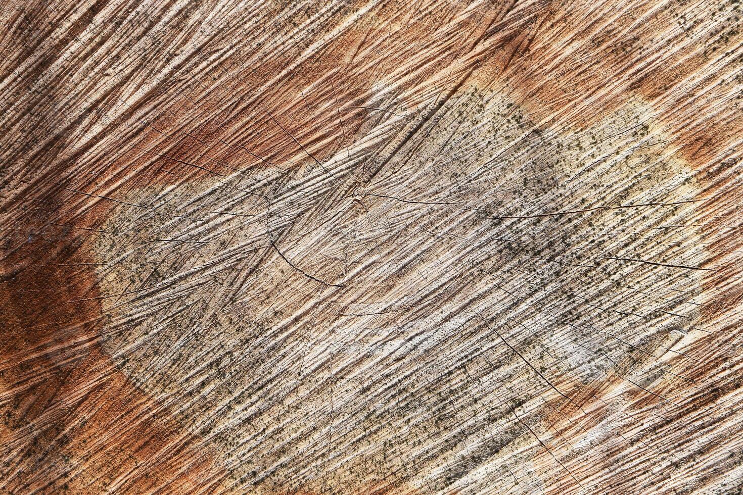 The sawn tree and its year rings photo