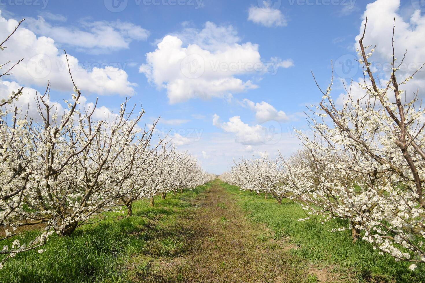 Flowering plum garden photo