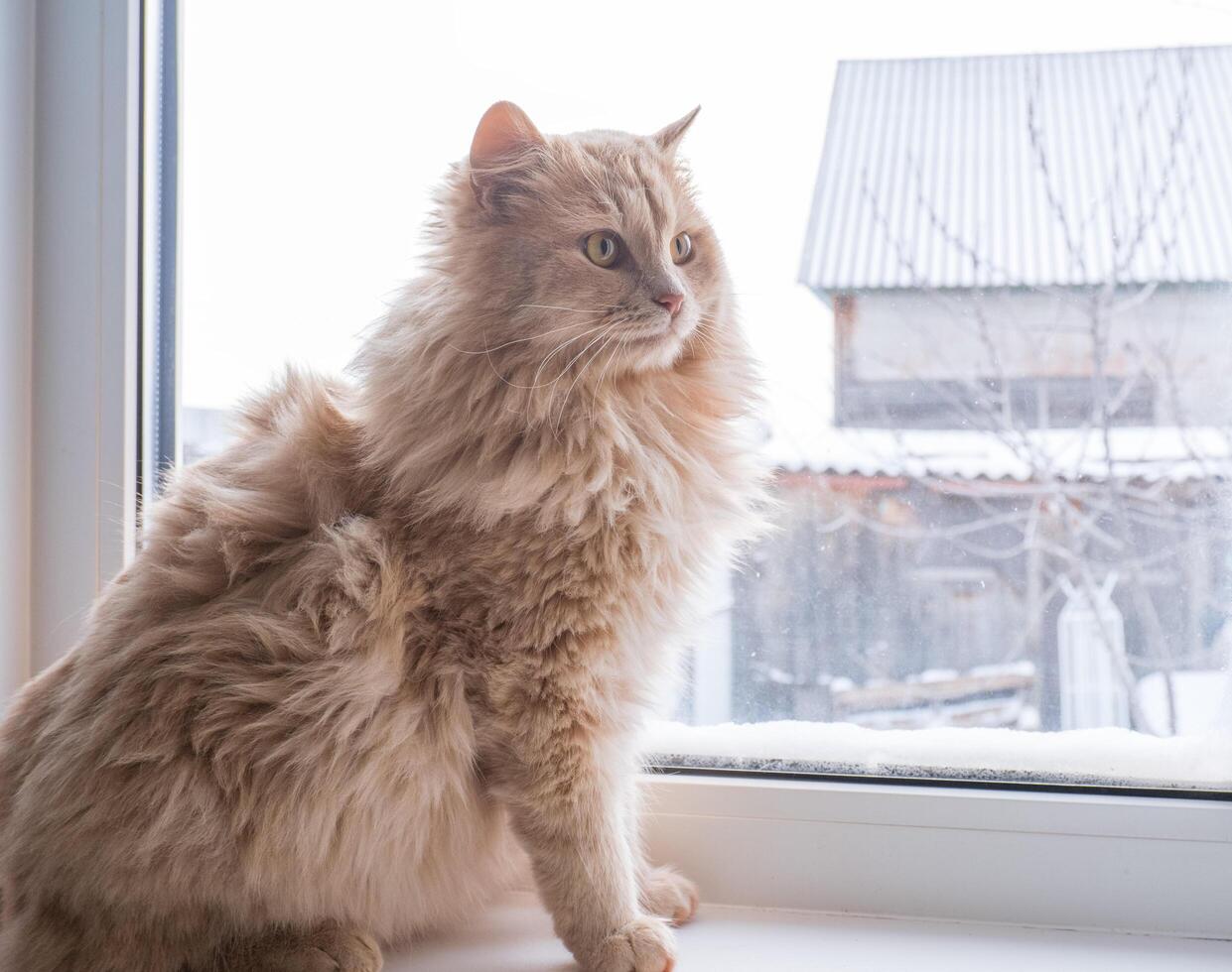 Red fluffy cat sits on the windowsill and looks out the window photo