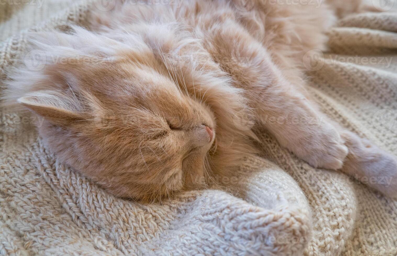 Close-up of a funny ginger cat sleeping on a knitted sweater at home. photo