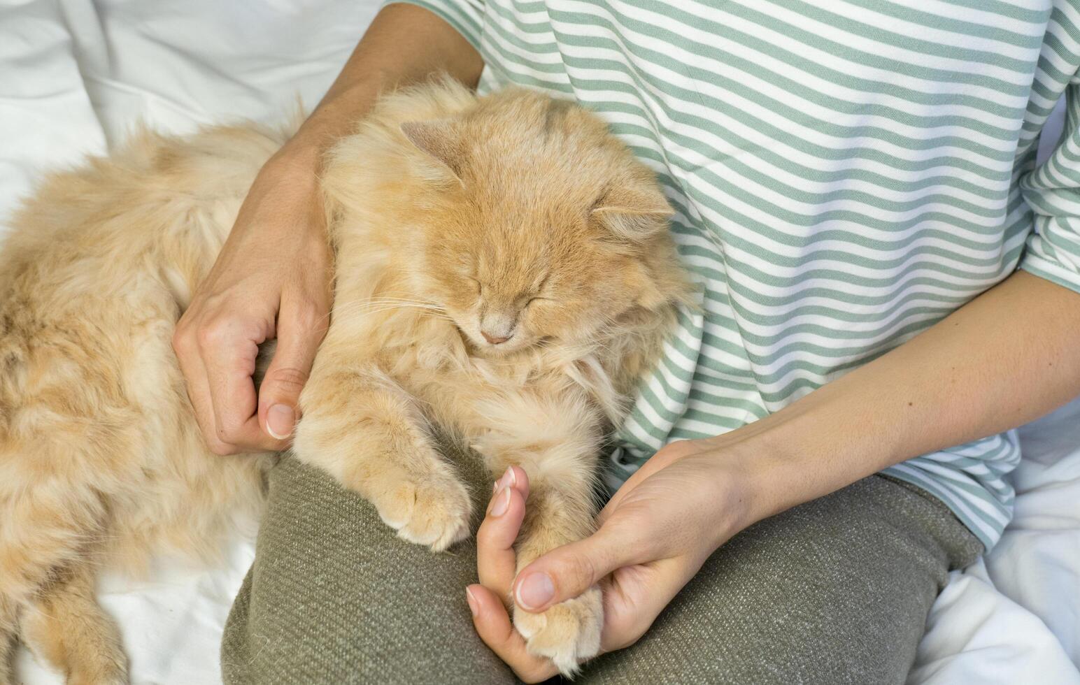 A ginger cat lies in the arms of a woman. The fluffy pet settled down comfortably to sleep or play. Morning at home. photo