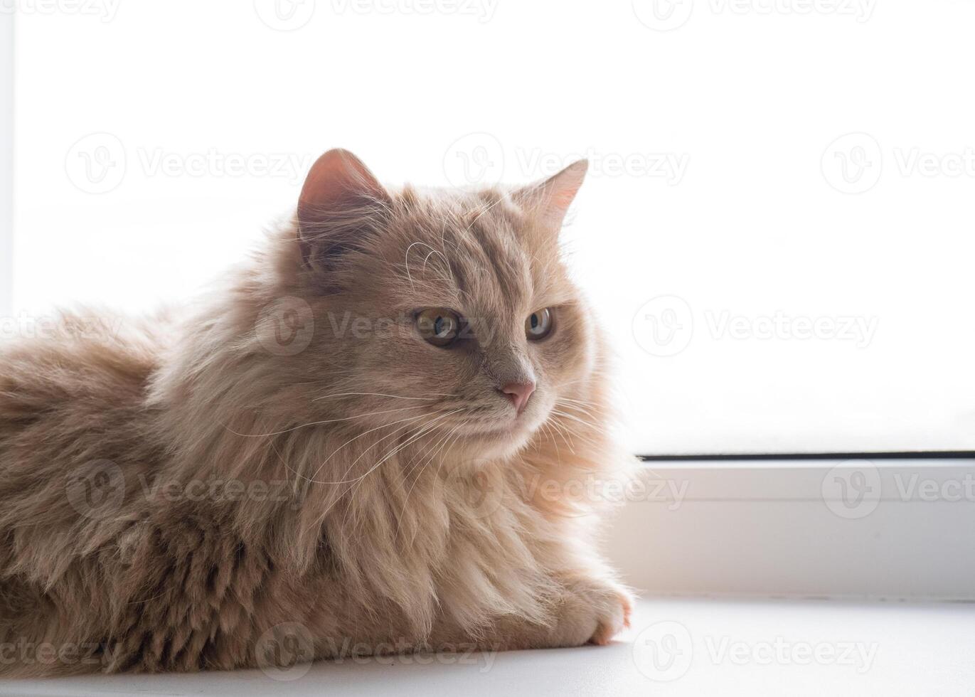 Red fluffy cat sits on the windowsill and looks out the window photo