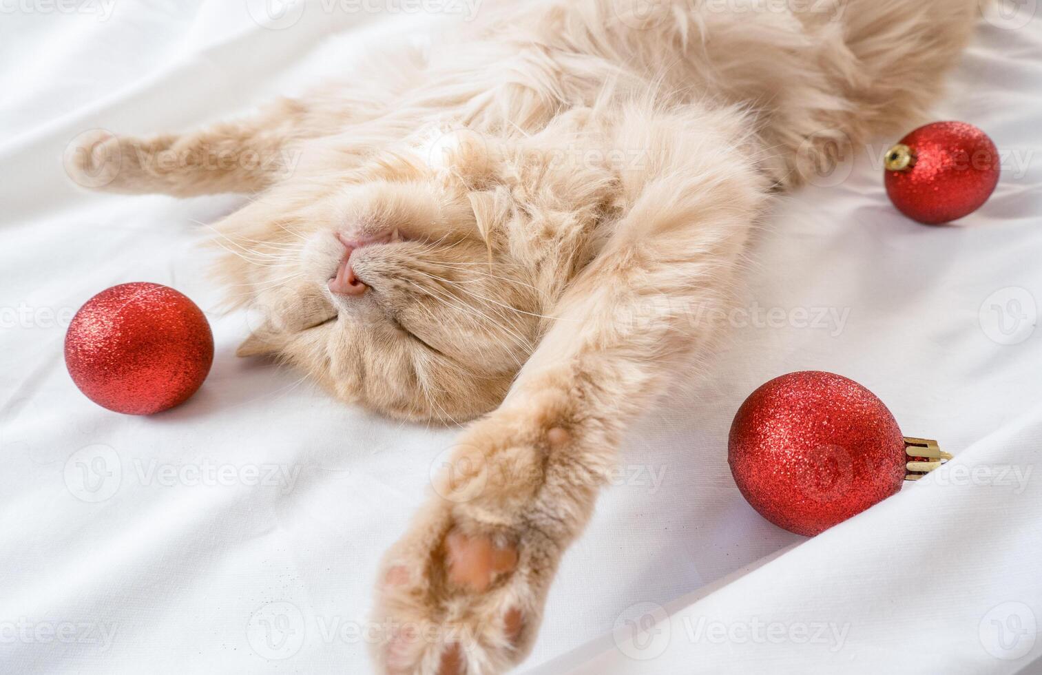 Close-up of a red fluffy cat sleeping on its back in a white bed with red Christmas balls photo