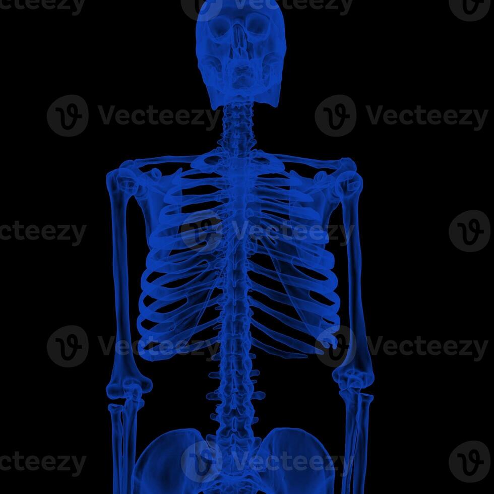 X-ray Vision,of the Human Body and Bones. photo